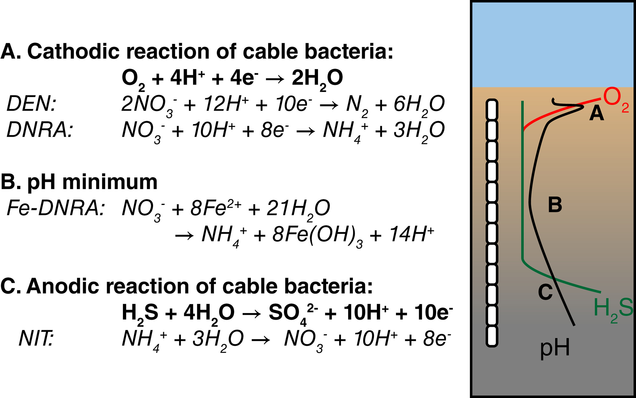 LDET mechanism in Cable Bacteria